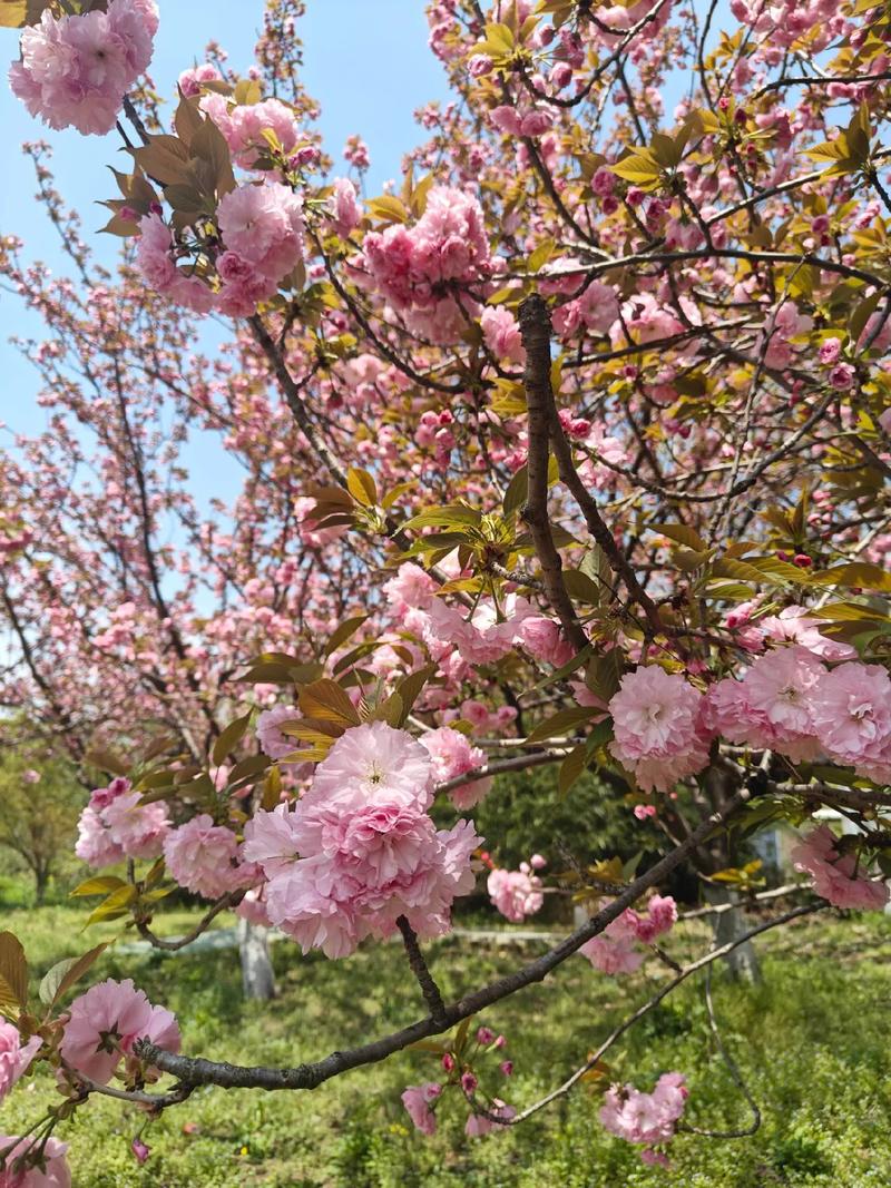 2025年4月2日 第3页