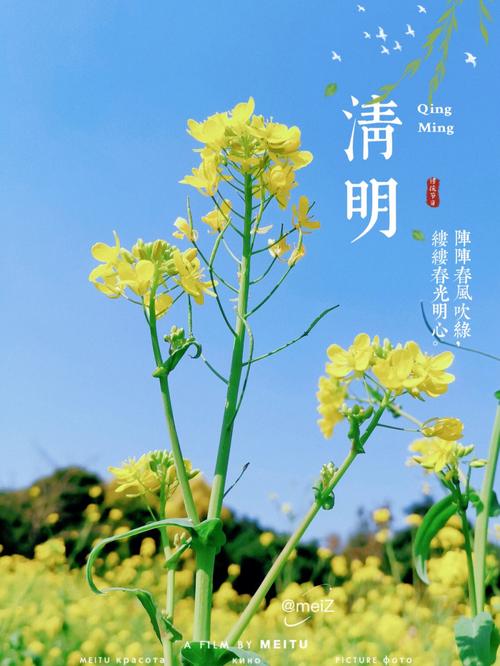 清明踏青哪里去？追随春天的脚步“花期乡遇”