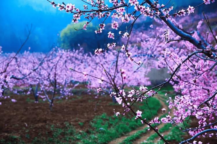 绵阳近郊桃花第一村：仙海区抗香村千亩桃花惹人醉