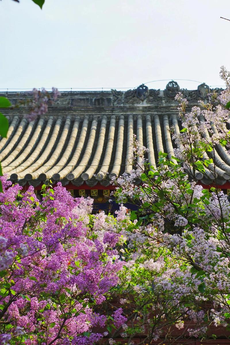丁香盛放，法源寺街区烂缦胡同春意盎然