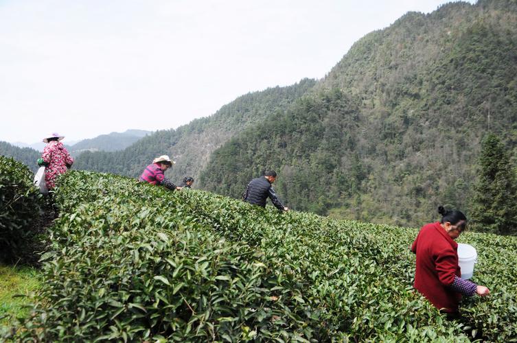 【新茶饮 新生活 新赛道】余庆：春茶采摘正当时