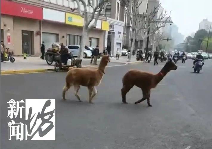 突发！就在上海市中心！特警、警察、热心市民30余人合力围捕！