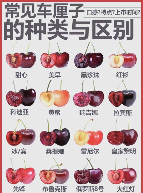 车厘子的冷知识