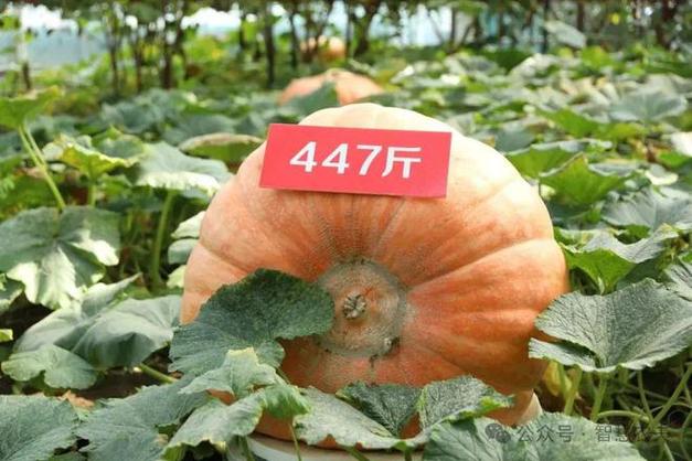 菜博会主角终于不再是大南瓜！全新体验的菜博会要来啦！