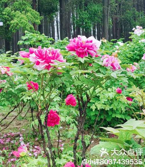 武汉东湖牡丹园晚花品种盛开 4月16日将闭园