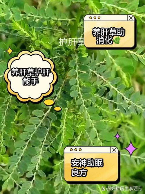春天建议常吃它，可惜被人当草扔了，一周3次，清热解毒，降肝火