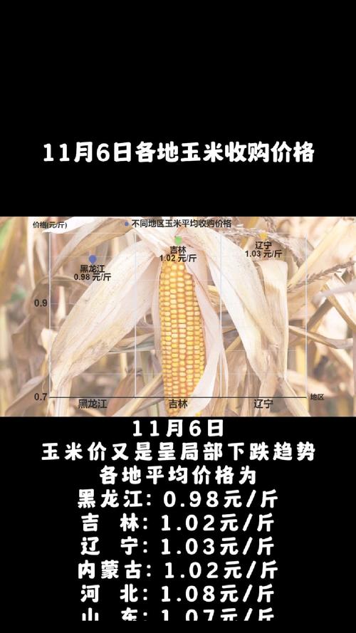 4月12日玉米价格大跳水，山东收购价暴跌背后真相究竟如何？