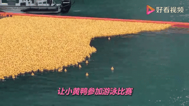 60000只鸭子被倒进河里，下一秒河面的情况，看完大开眼界，壮观
