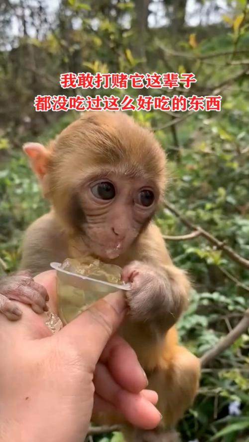 方圆五公里都没它好吃？这么大口气，去测测是不是那回事