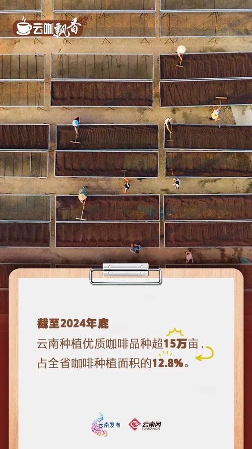 云南咖啡，咖”位有多大？