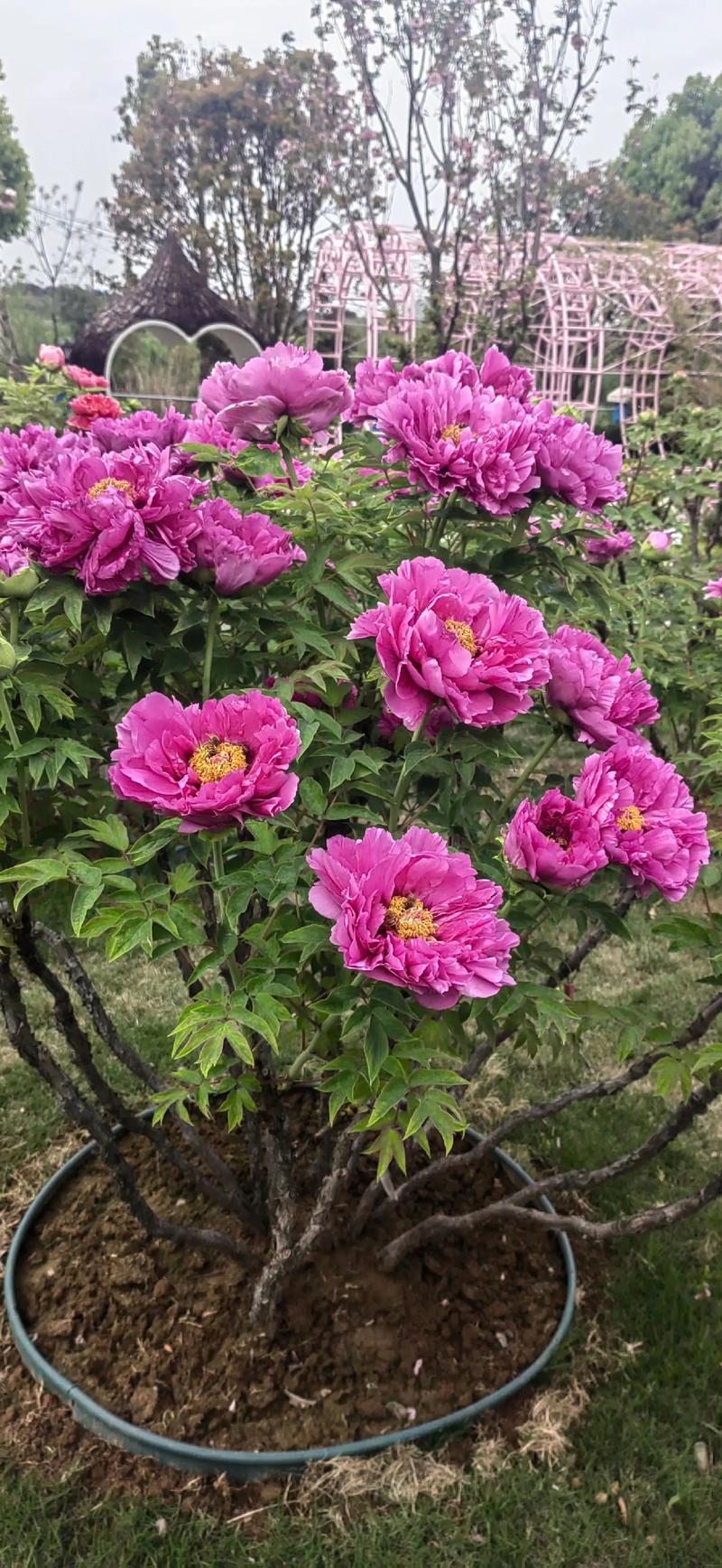 延安新区牡丹园牡丹节 牡丹都没开 看啥？延安头条