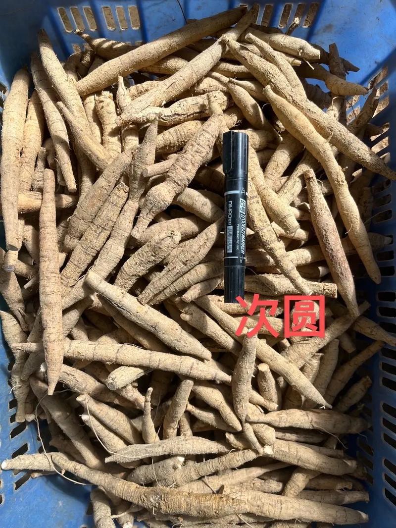 未经批准！珠海男子带锄头登无人岛，被抓后现场查获“牛大力”