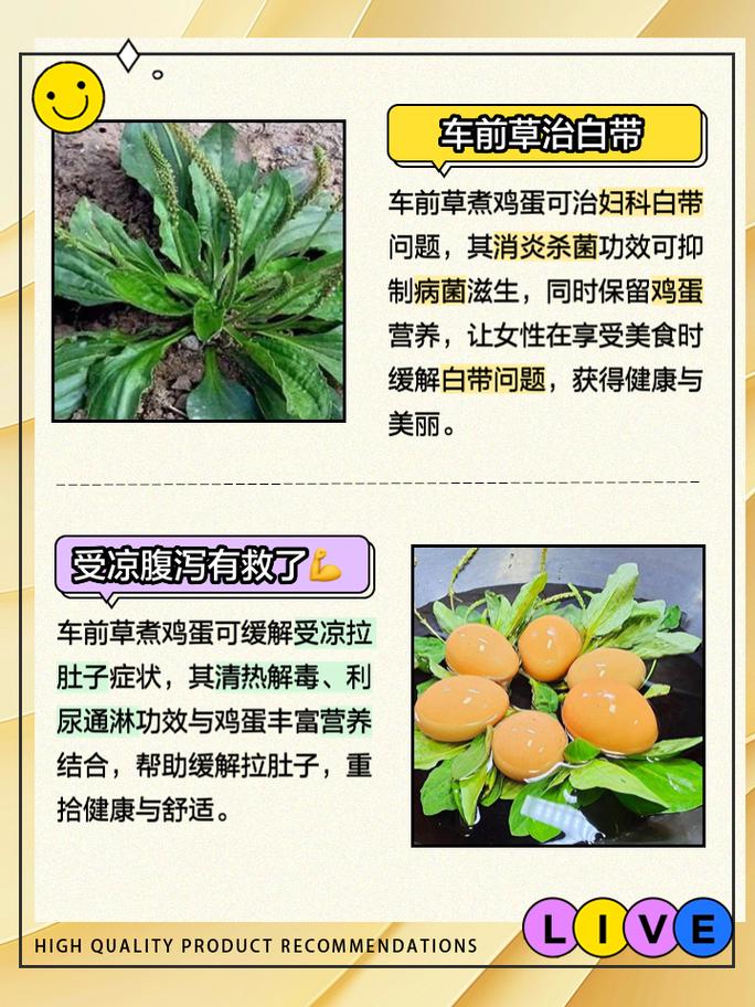 车前草煮鸡蛋，老一辈人留给我们的土方法，很多人都不知道