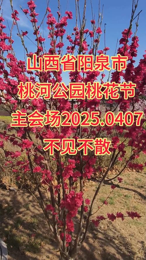 阳泉桃河盛会：19 21 日，共赴十里桃花与铁花之约