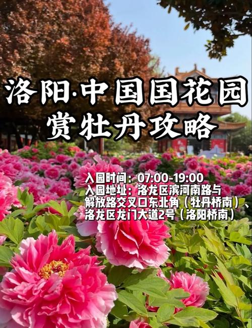 邯郸冀南新区丨牡丹花开啦→家门口的国色盛宴