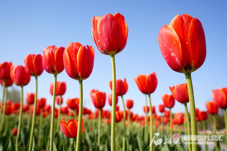 新疆五家渠市：350万株郁金香绽放迎客