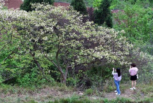 金堂拾春纪 岭上漫时光 美！金堂这些地方花都开好了