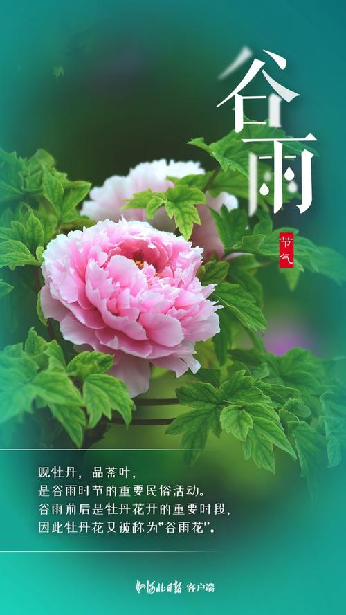 谷雨时节，济南满城芳菲