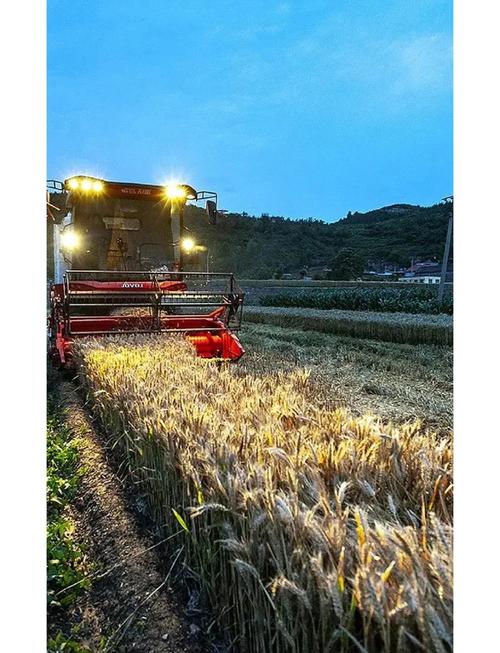 河南下达专项资金5000万元，支持小麦抗旱