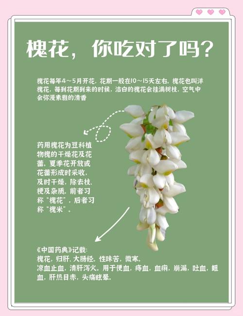 济南：槐花飘香季，尝鲜正当时