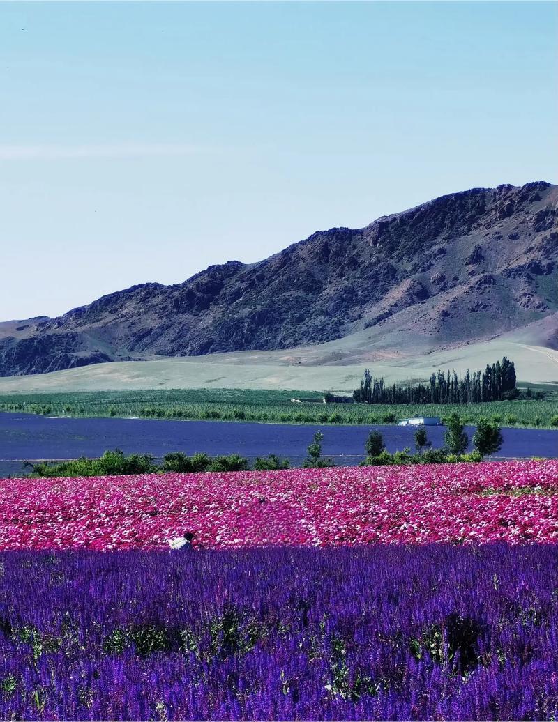 #身边的风景#醉美花海季 赏花好去处 这里是新疆