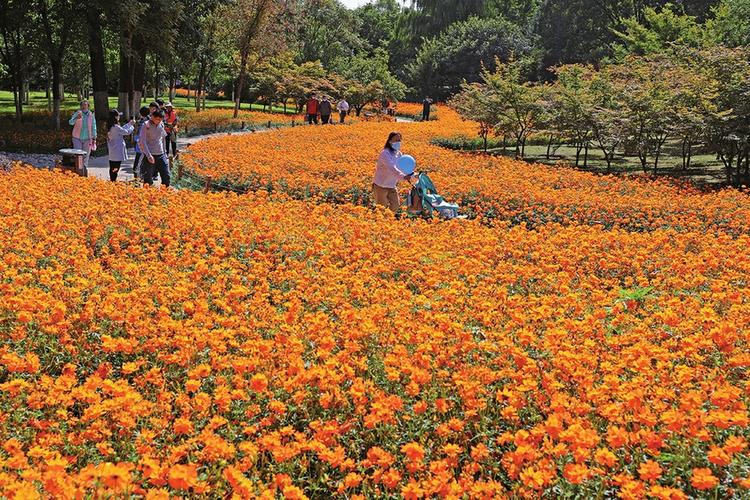 春日限定版浪漫！济南鲜花港景区花海抢先看