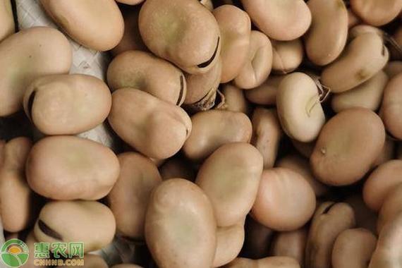 蚕豆和大豆有什么区别？