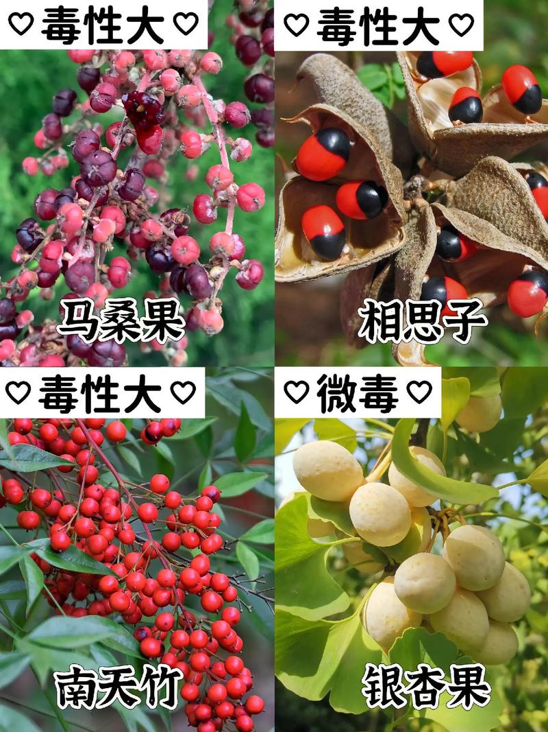 常被人认为能吃实则含有“猛毒”的果实，不要吃，不要养，不要留