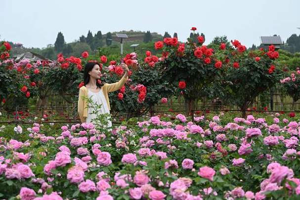 四川内江：玫瑰花开游客来