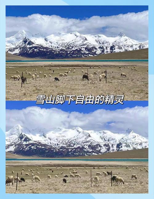 李玉刚喊你来西藏看花 西藏旅行 春日机位大赛 西藏小众秘镜