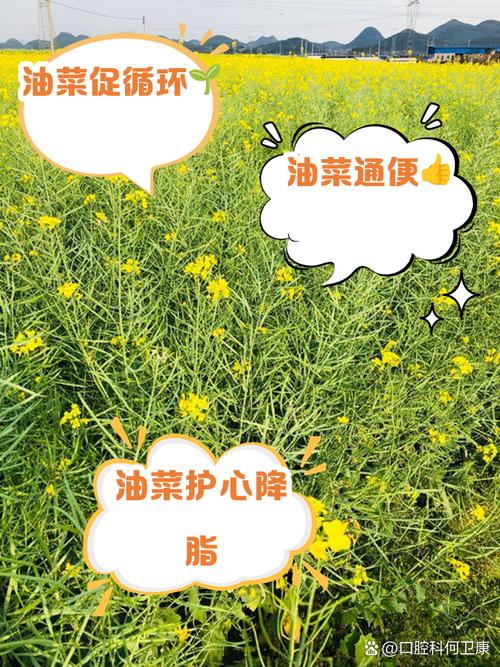 除了榨油，原来油菜还有这些作用→除了榨油，原来油菜还有这些作用→
