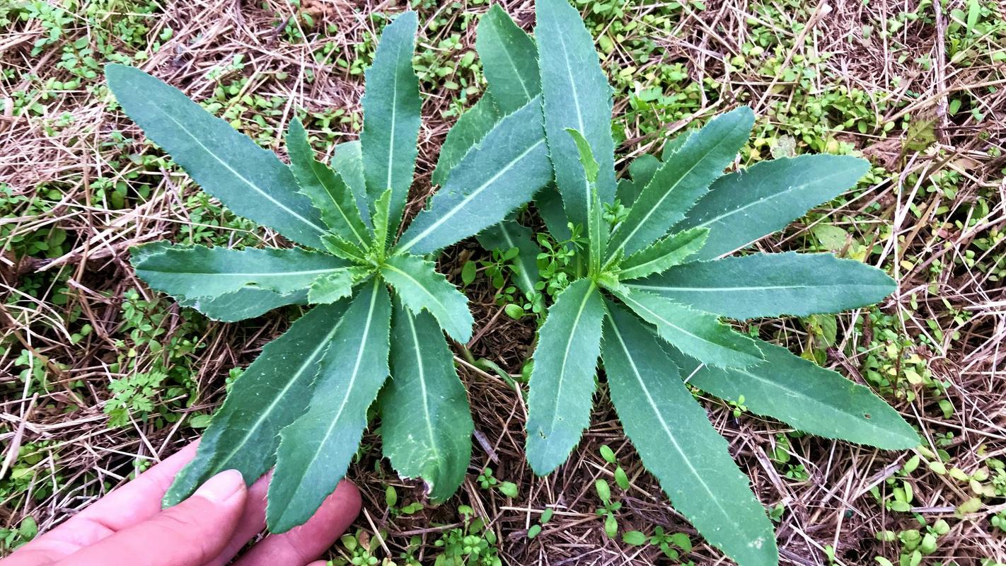 刺菜 浑身长满刺的天南星科植物，居然是傣族的日常素菜。云南