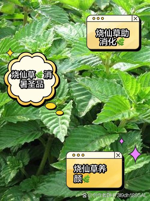 烧仙草：传统草本的现代养生密码