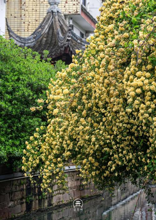 美好家园2025(五)连云港玉龙花园小区、木香花开每个角落