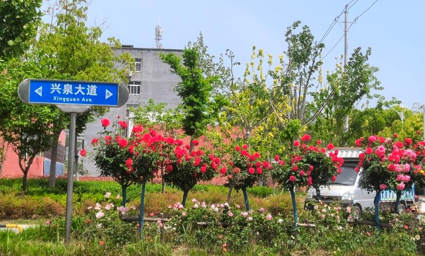 满城花开邀您打卡：荆州市中心城区41万盆鲜花迎"五一"