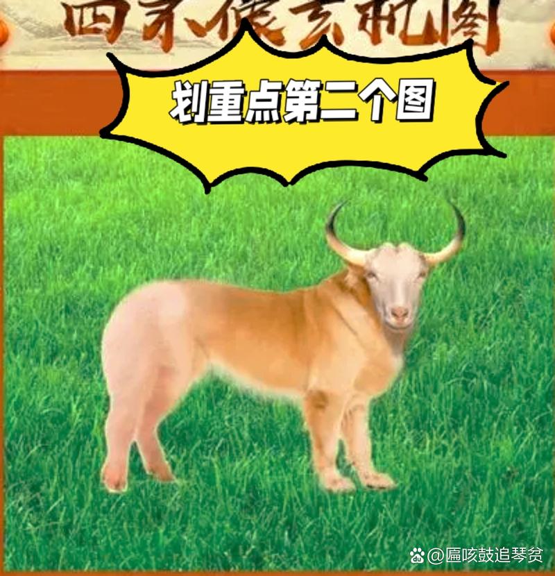 澳门一码一肖一待一中四不像武夷山,2025全面解析实用技巧分享